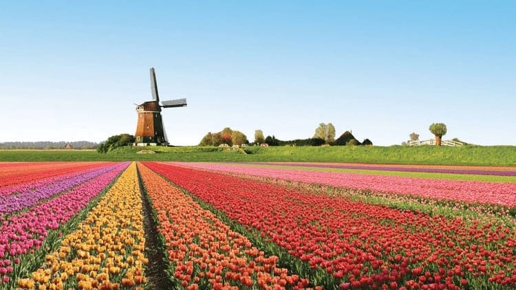 Ghé Noordwijkerhout ngắm hoa tulip