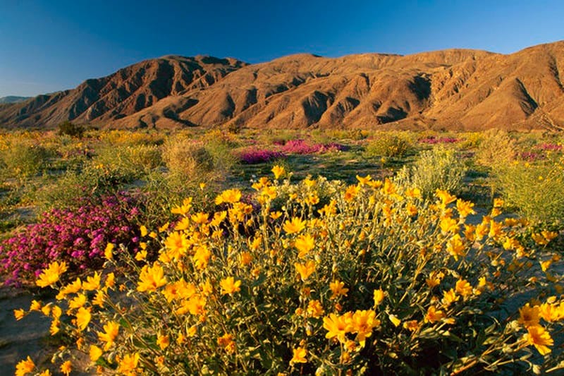 Ngắm hoa dại vào mùa nở rộ Tại công viên Anza-Borrego